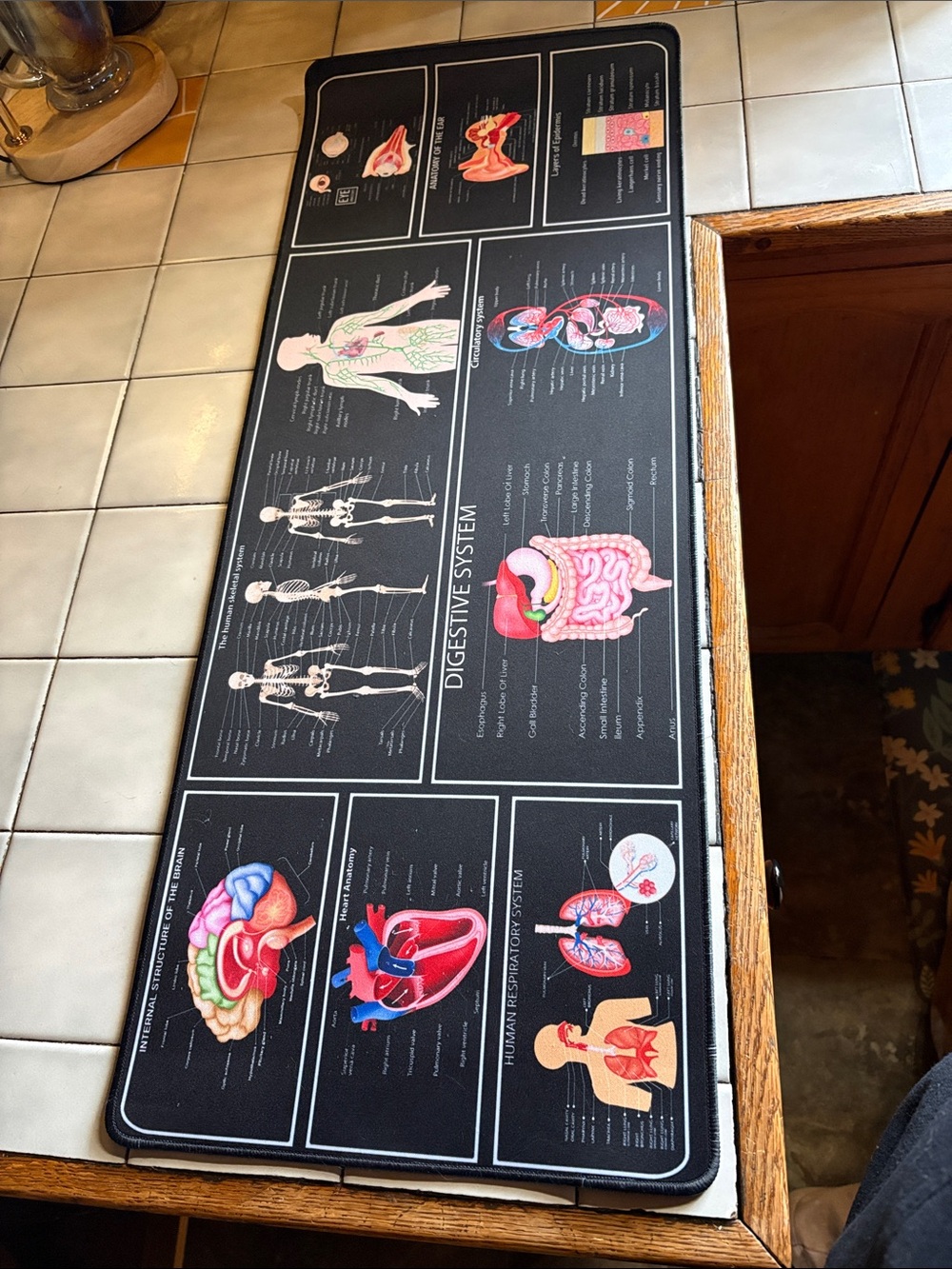 Anatomy Desk Mat with Colorful Organ Illustrations